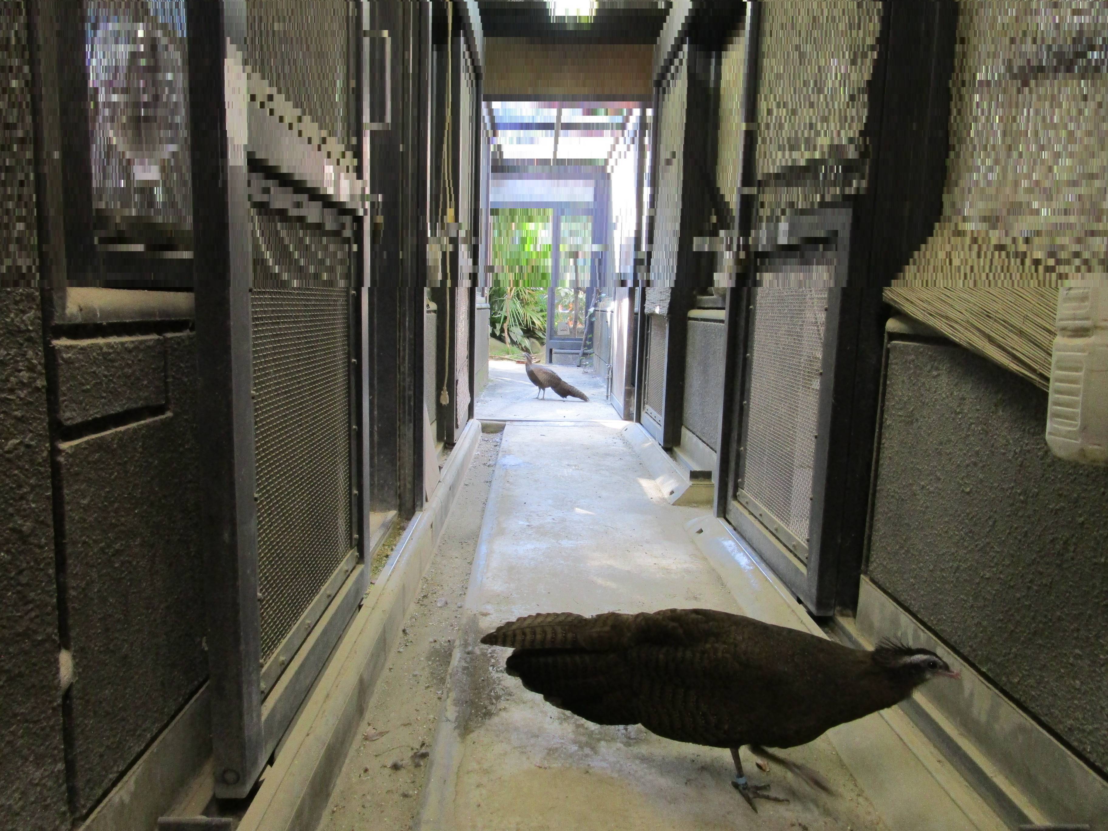 【飼育日誌】20210619:成長記13 (4).jpg