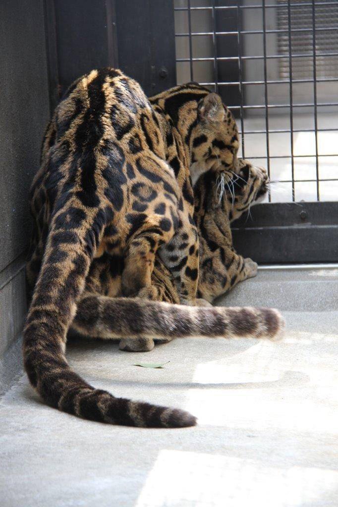 交尾をするジュールとイーナ