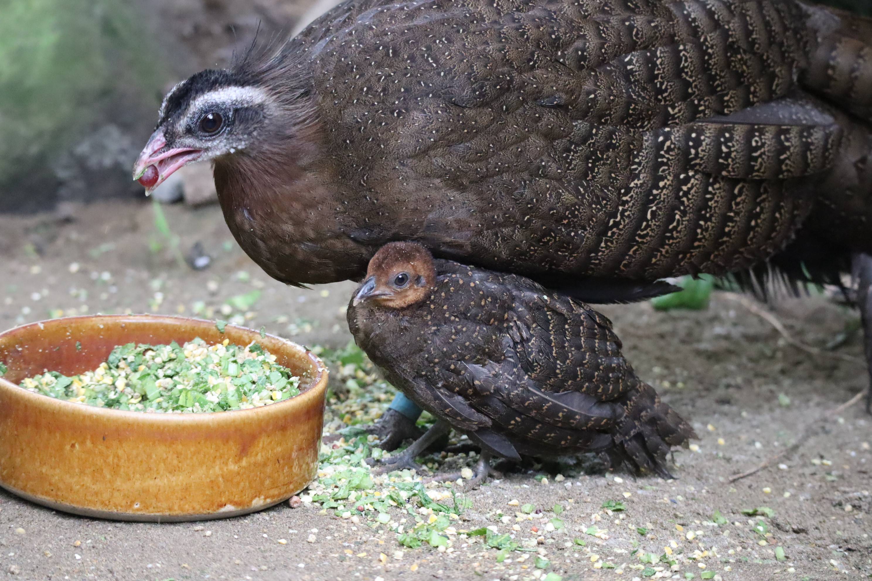 【飼育日誌】20210317：成長記9 (16).jpg