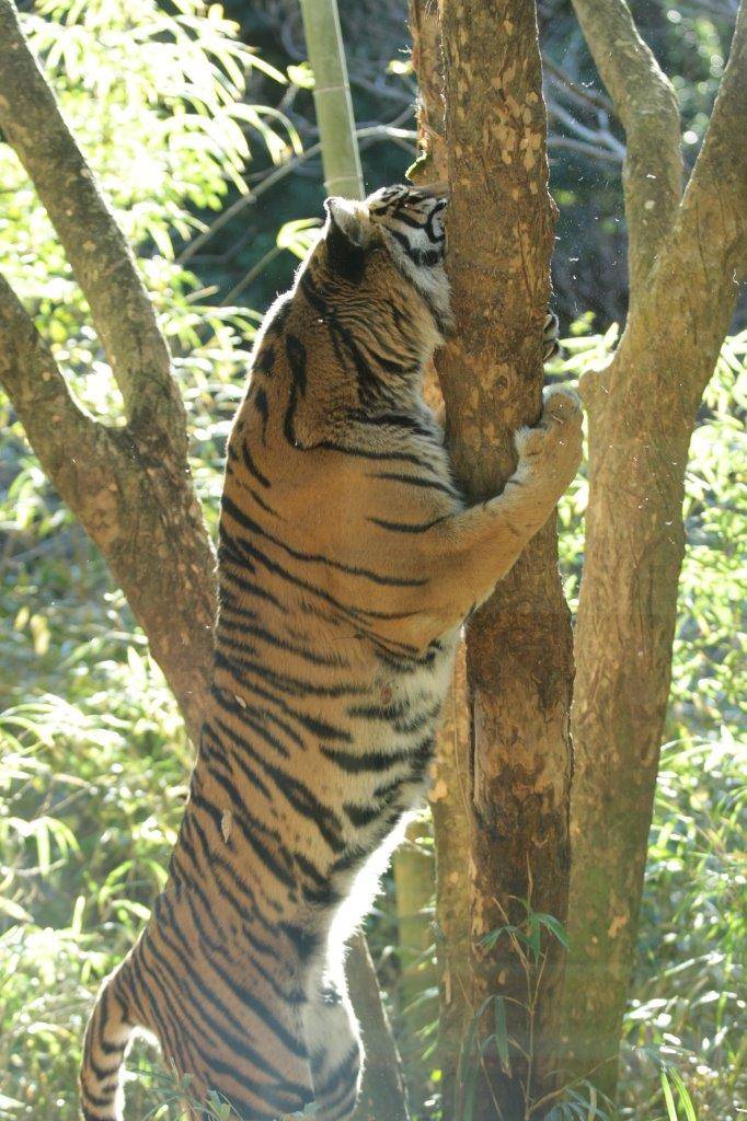 立ち上がって木に爪を立てながら、頬ずりするラウト-4