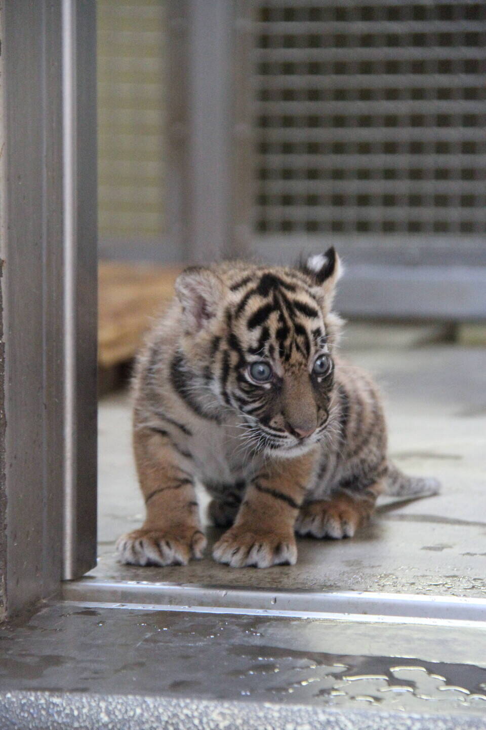 子トラの成長記録 その すまとらとらブログ よこはま動物園ズーラシア公式サイト 公益財団法人 横浜市緑の協会 子トラの成長記録 その すまとらとらブログ よこはま動物園ズーラシア公式サイト 公益財団法人 横浜市緑の協会