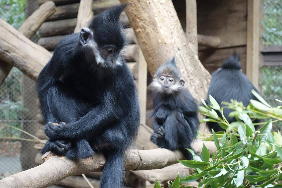 希少 新品タグ付き ズーラシア 動物園 ぬいぐるみ フランソワルトン 希少 新品タグ付き ズーラシア 動物園 ぬいぐるみ フランソワ