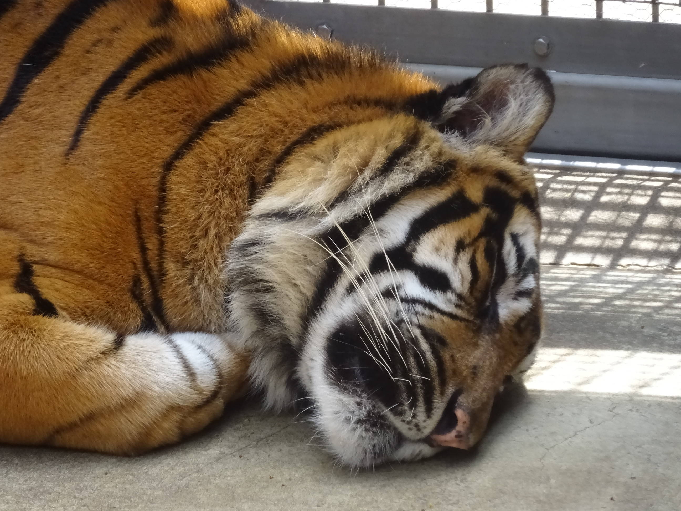 DSC00135 - コピー.jpg