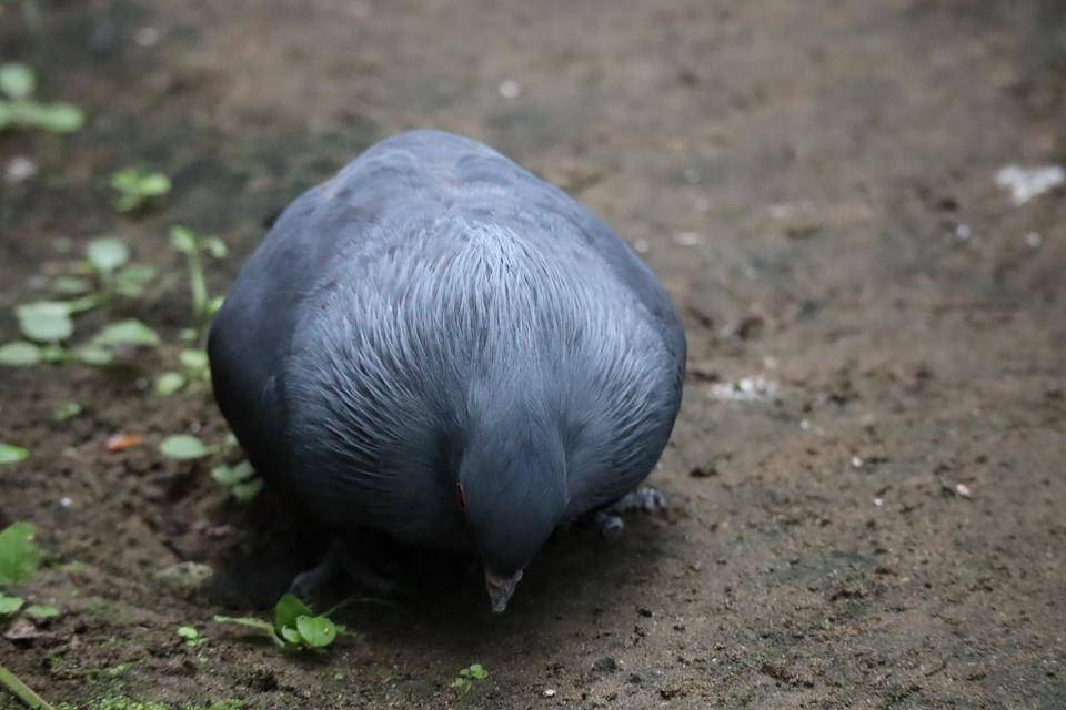 【飼育日誌】20210810：ノトゥの魅力 (11).jpg