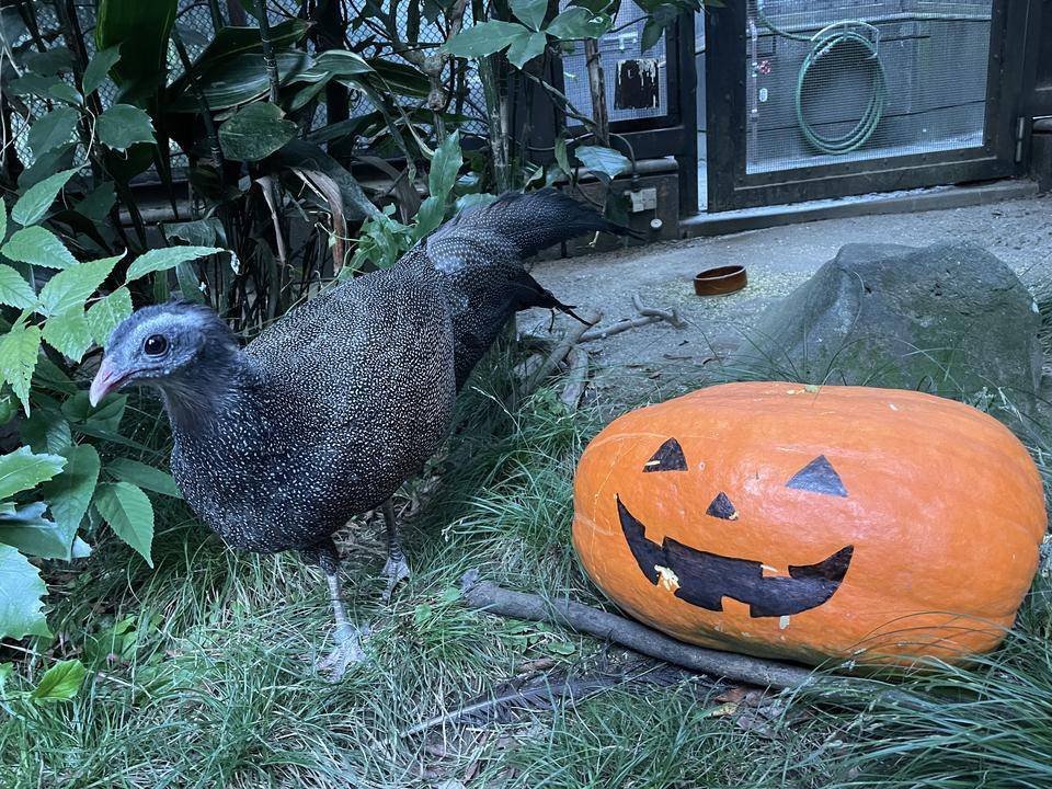 【飼育日誌】20211112:セイランハロウィン (9).jpg