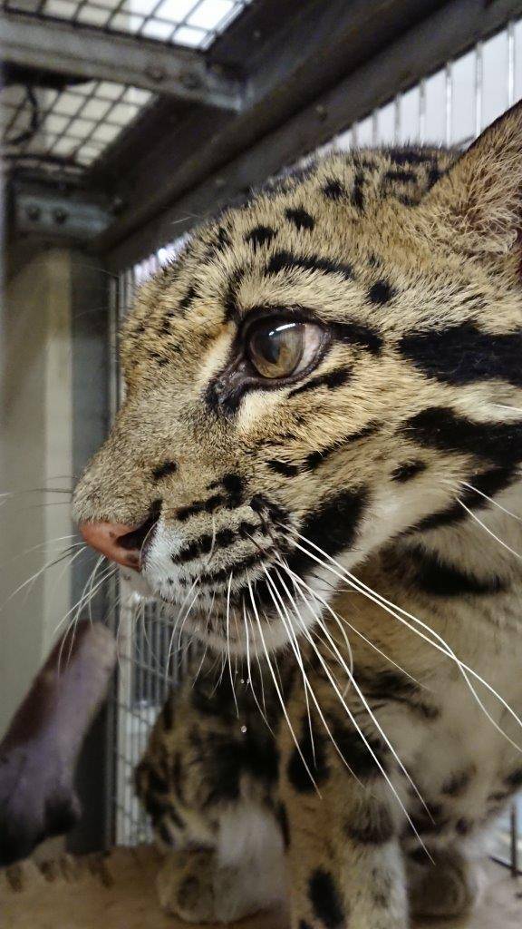 顔型が少し違って見える、7年ほど前のアニル