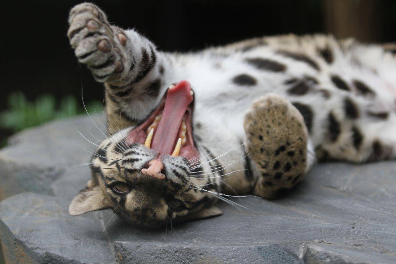 シェルター上で欠伸をするスル