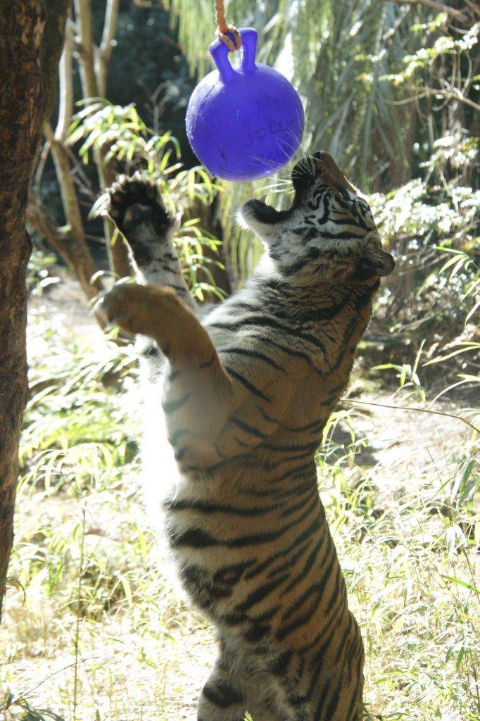 口を大きく開け、ジョリーボールに食いつこうとするラウト