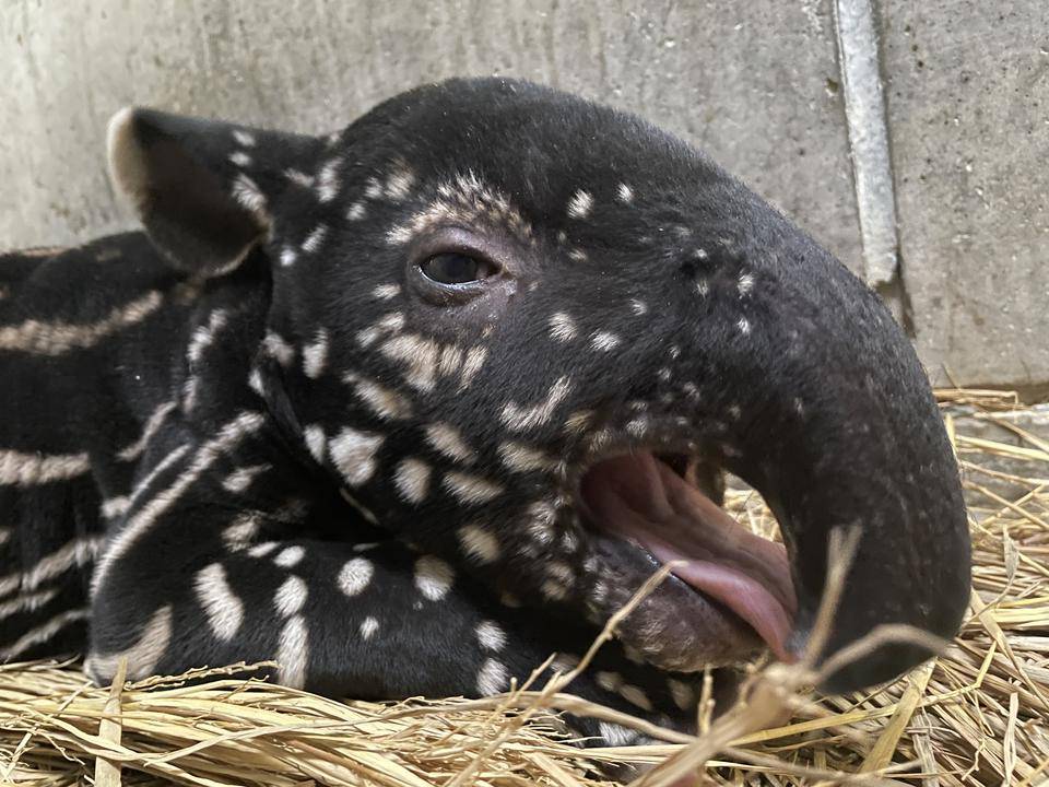 うり坊成長日記 足の裏編 飼育日誌 よこはま動物園ズーラシア公式サイト 公益財団法人 横浜市緑の協会