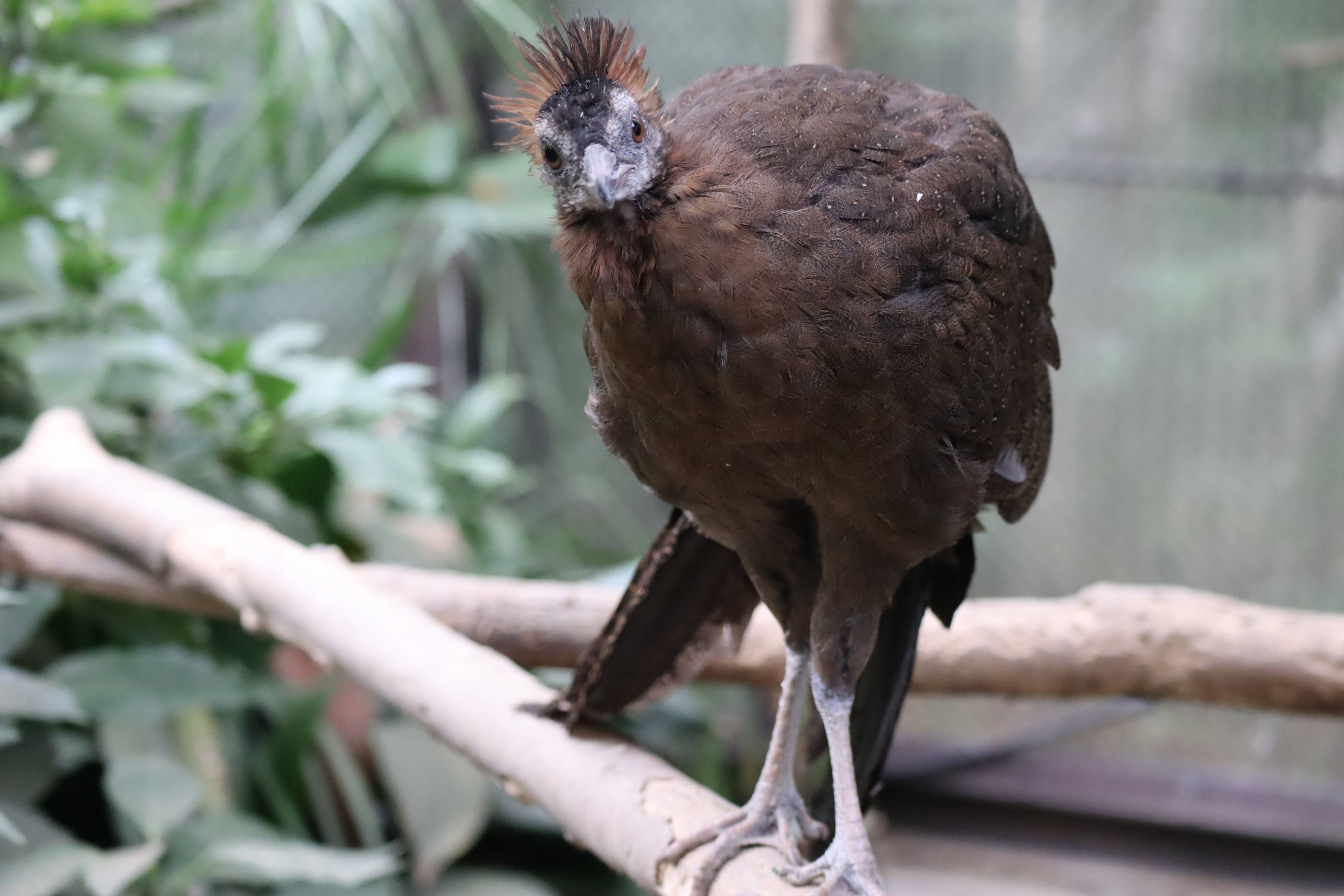 【飼育日誌】20210425:成長記11 (12).jpg