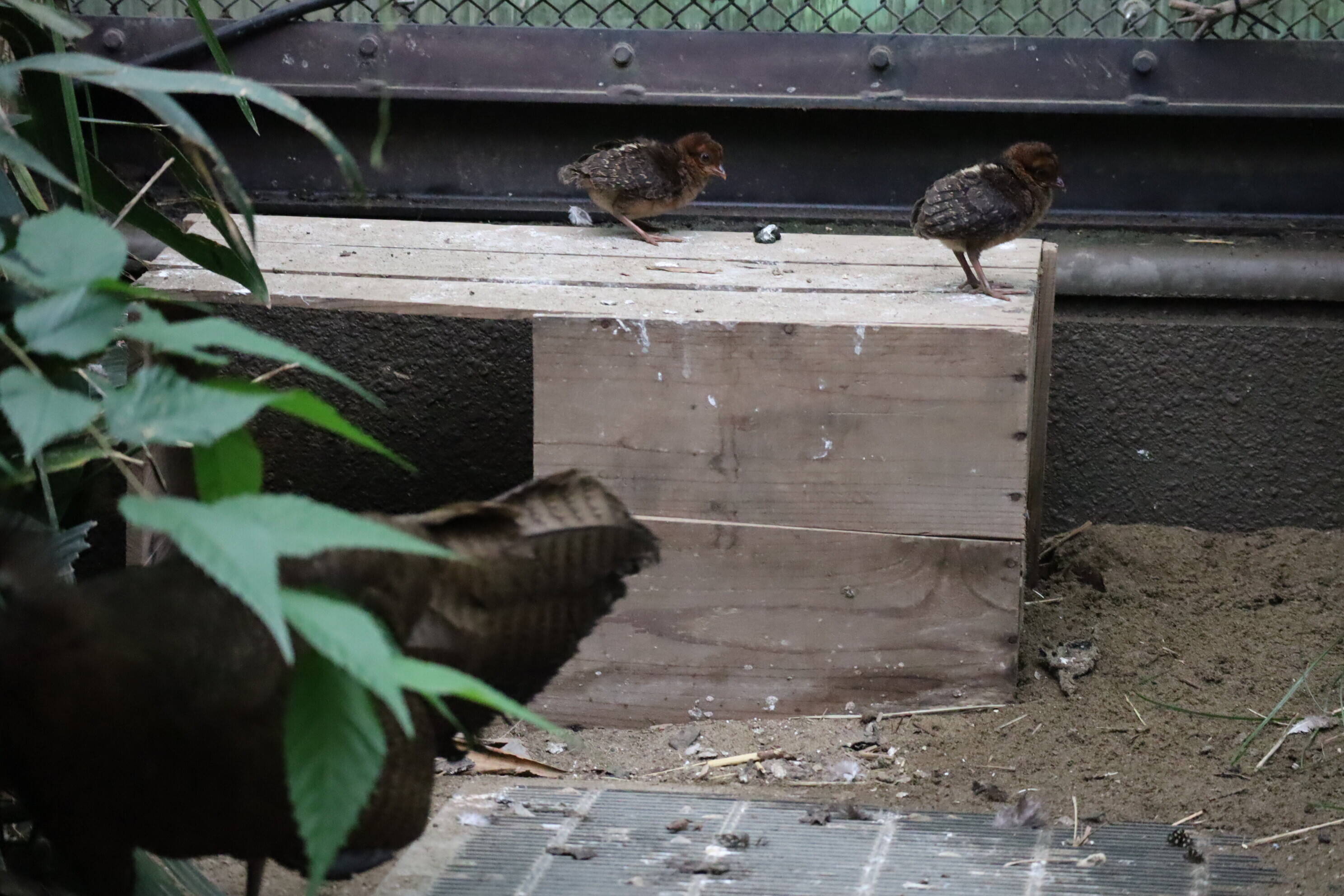 【飼育日誌】20200917：成長記5 (14).jpg