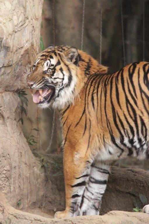 フレーメンするガンター⑥