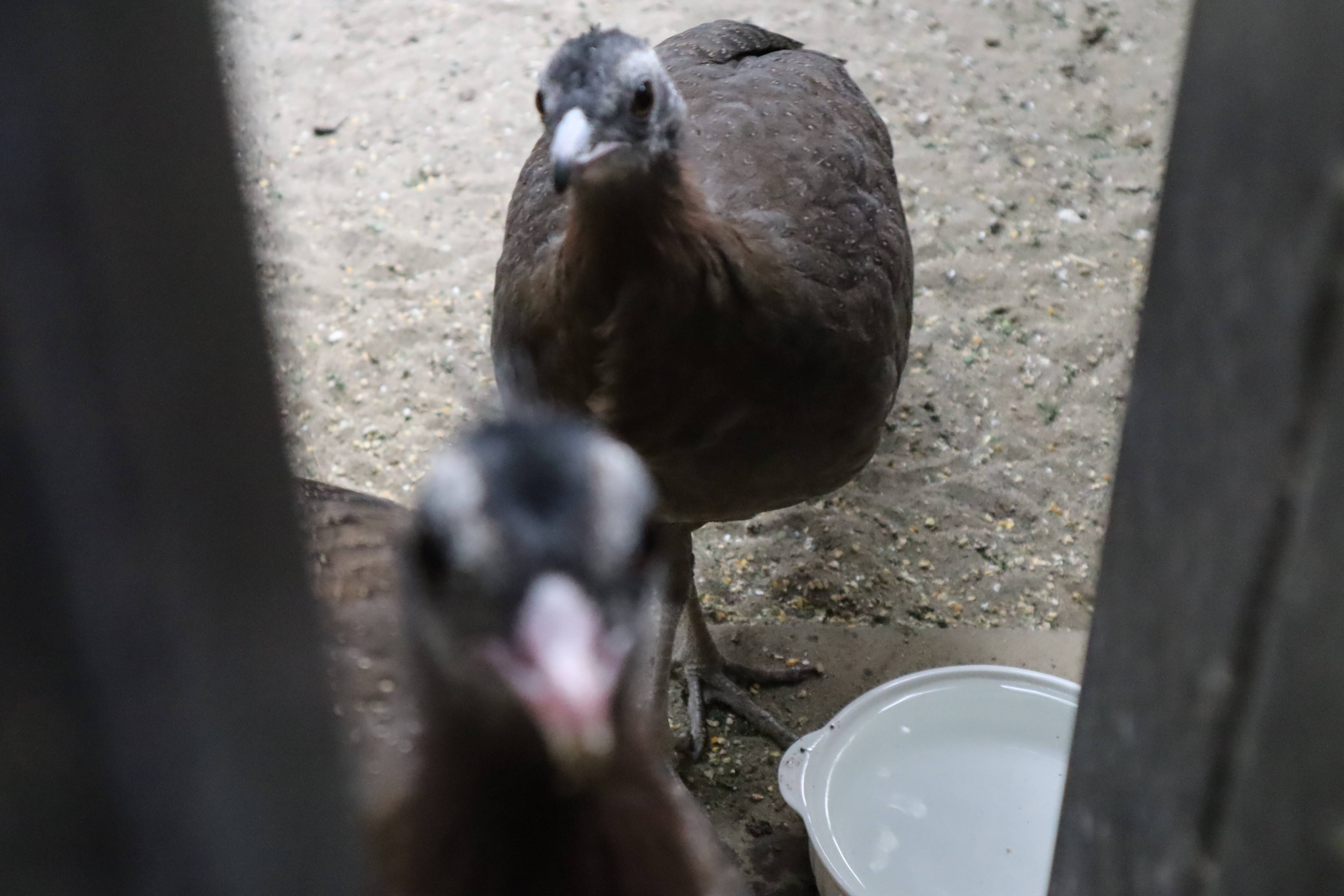 【飼育日誌】20210430:成長記12 (10).jpg