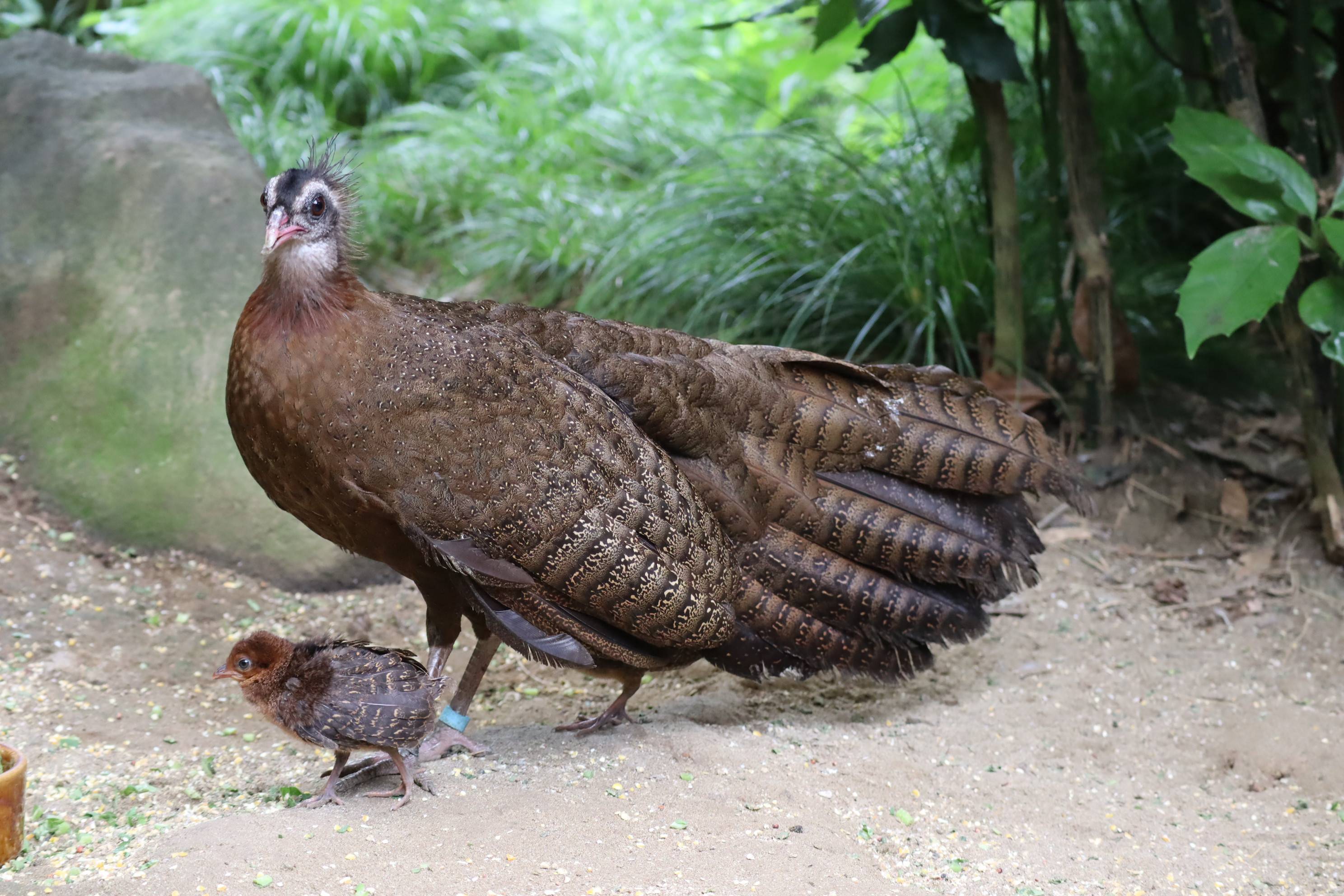 【飼育日誌】20201022：成長記6 (11).jpg