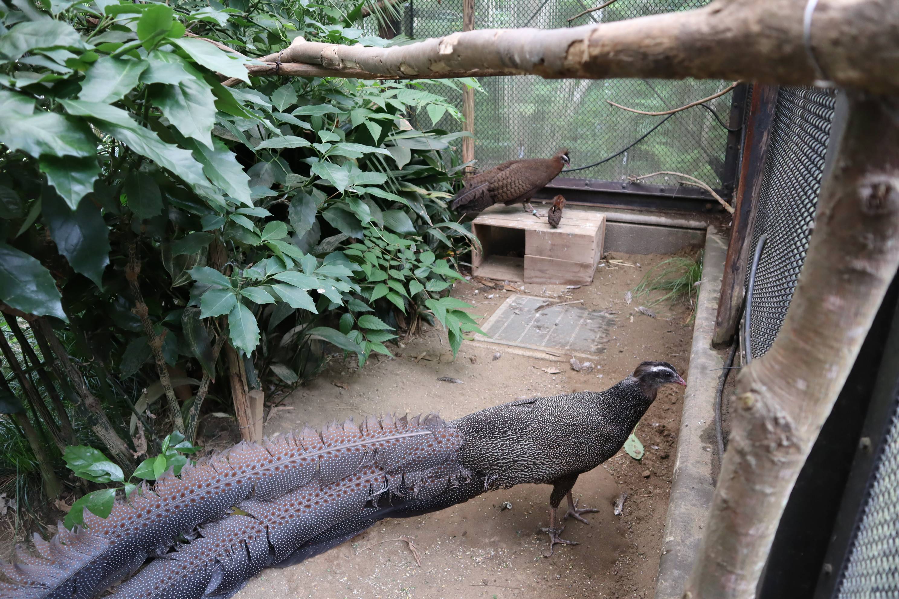 【飼育日誌】20210130：成長記8 (15).jpg