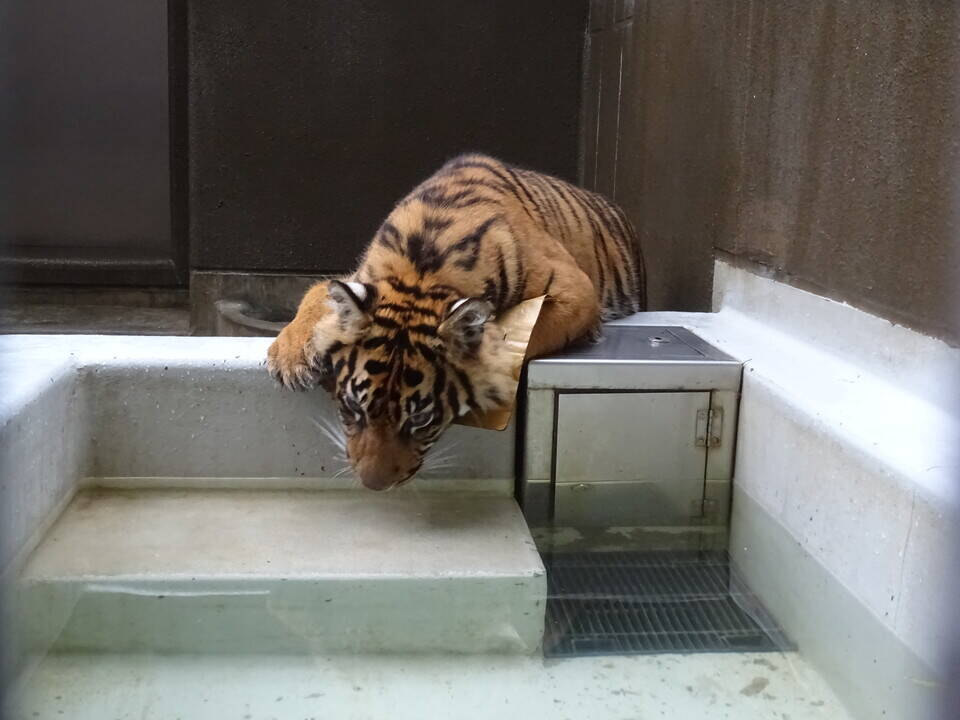 ムジュ、頑張って！！|すまとらとら｜ブログ|よこはま動物園