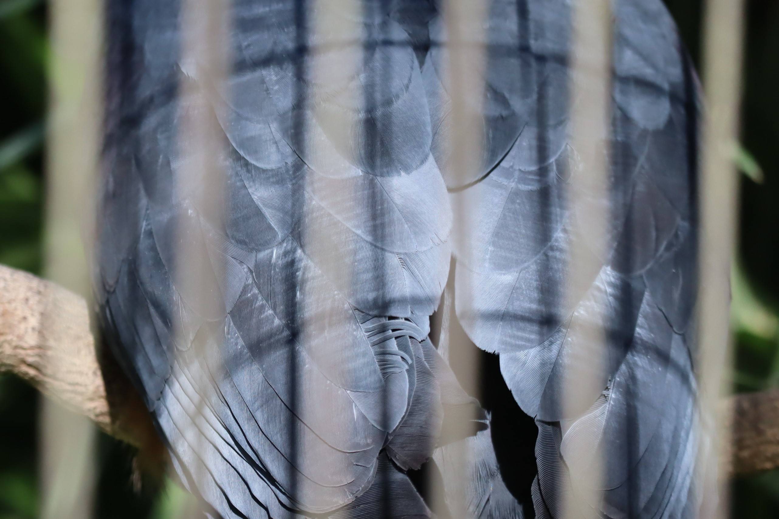 【飼育日誌】20210810：ノトゥの魅力 (7).jpg