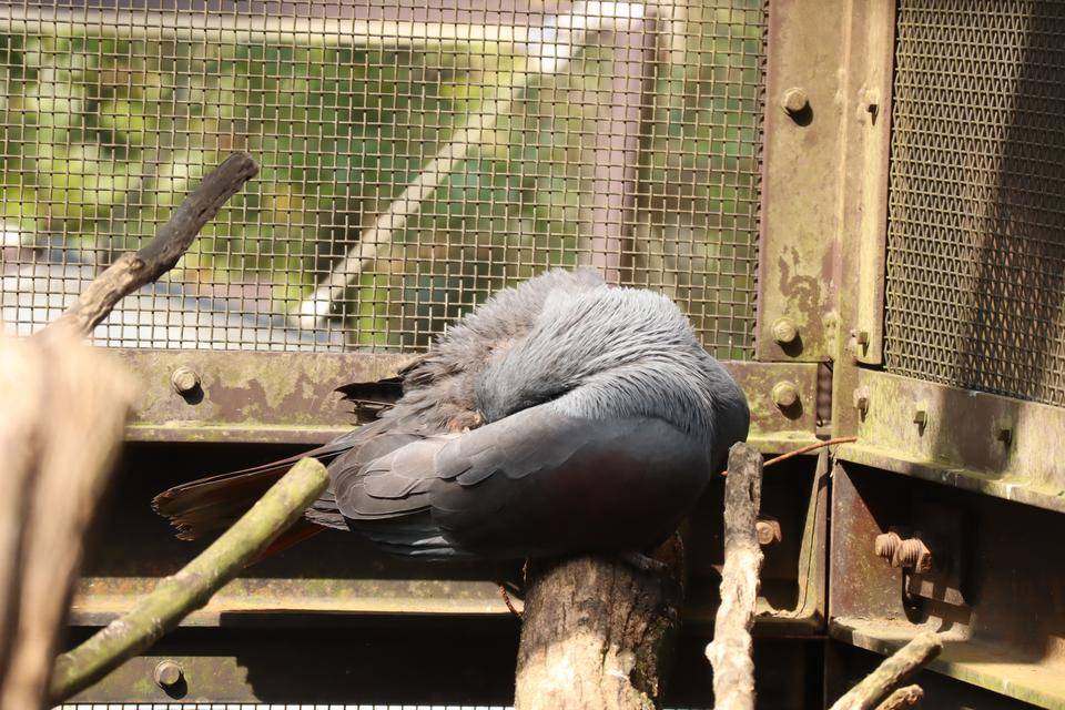 【飼育日誌】20210810：ノトゥの魅力 (5).jpg