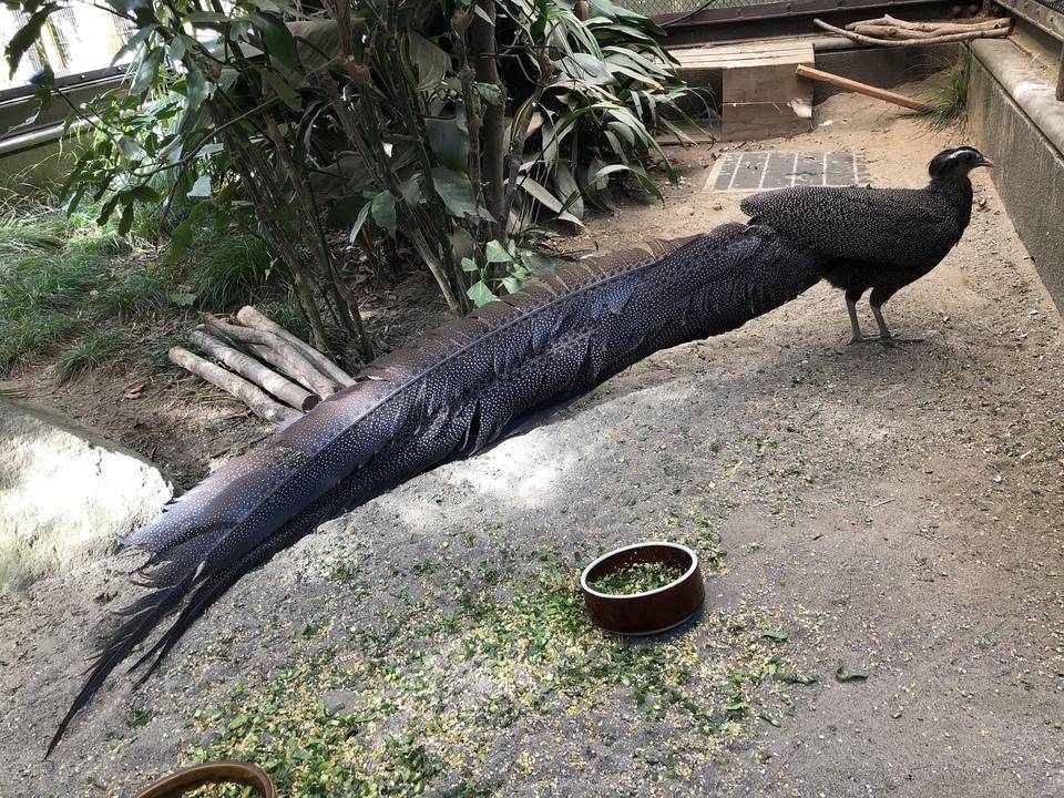 【飼育日誌】20220101：今年の干支は (2).jpg