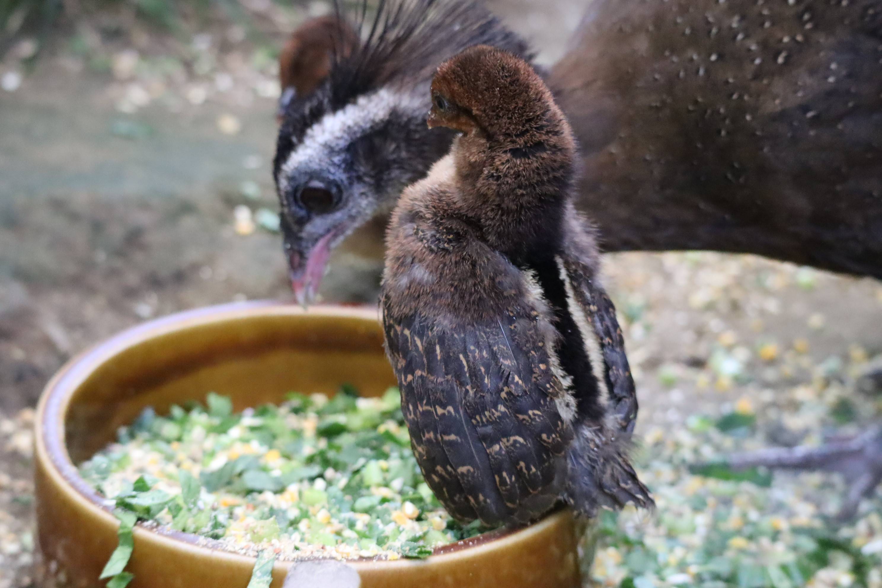 【飼育日誌】20201120:成長記7 (15).jpg