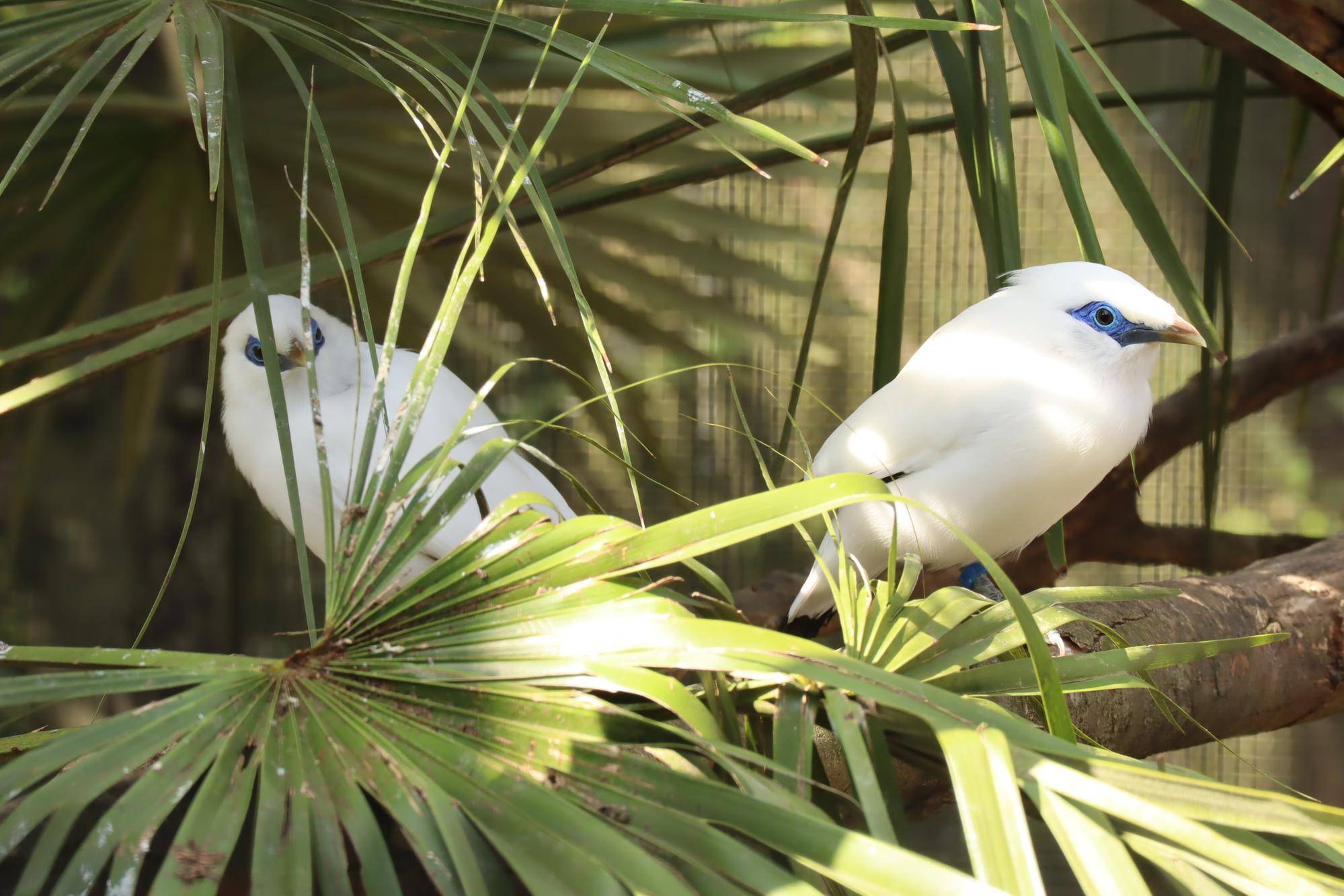 【飼育日誌】20220425:ぴよぴよ通信最終回 (8).jpg