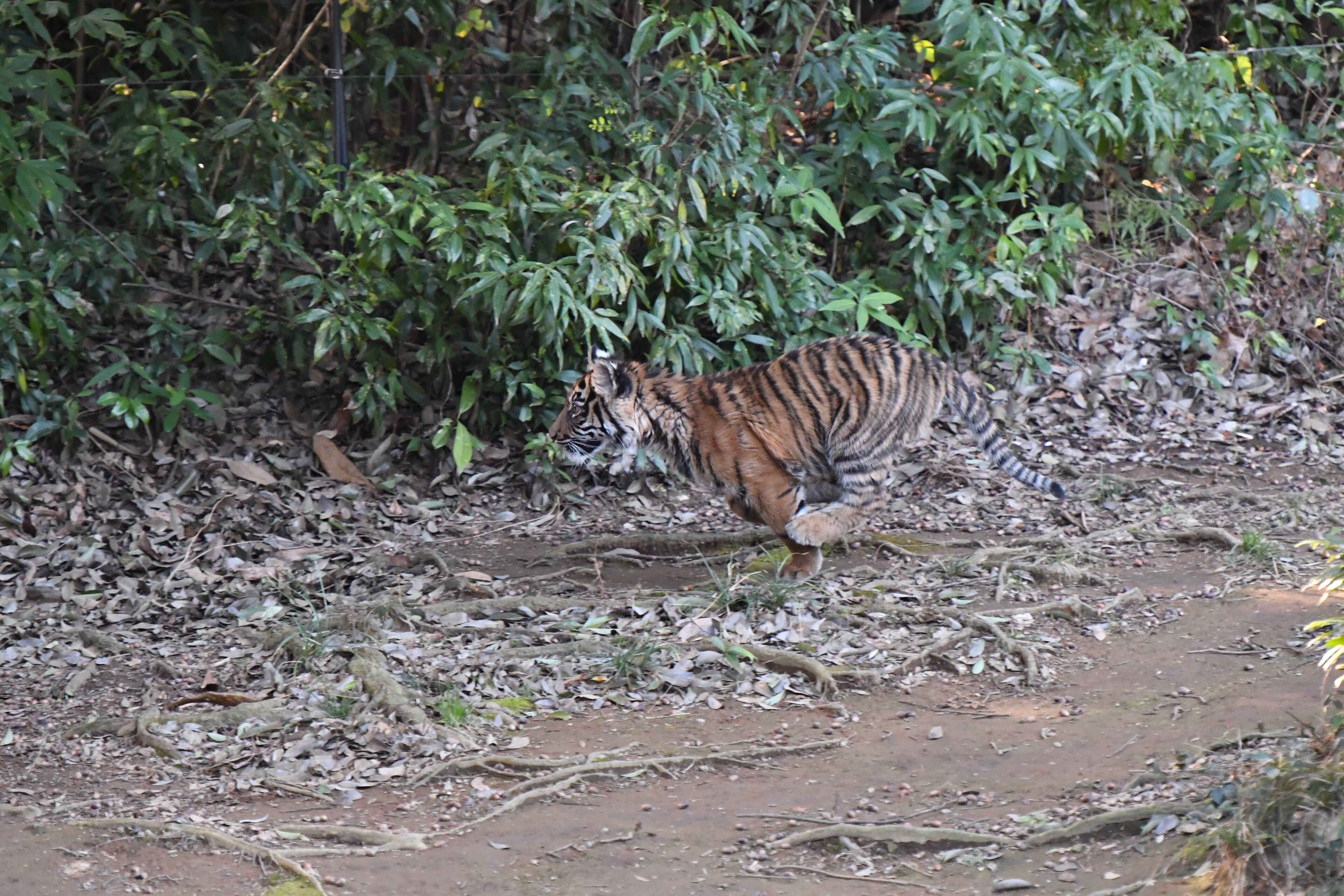子トラの成長記録 その すまとらとらブログ よこはま動物園ズーラシア公式サイト 公益財団法人 横浜市緑の協会 子トラの成長記録 その すまとらとらブログ よこはま動物園ズーラシア公式サイト 公益財団法人 横浜市緑の協会