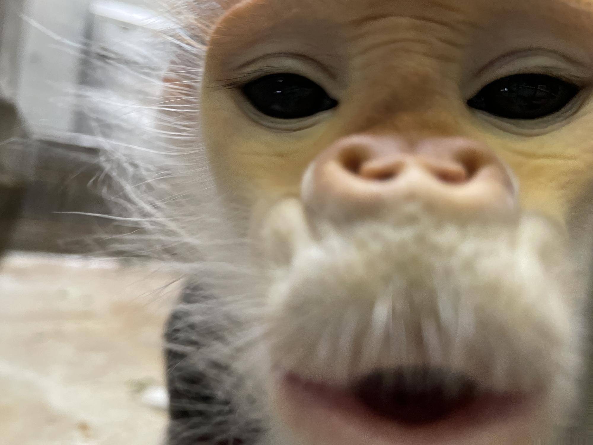 【飼育日誌】20220802：マニプクの思い出 (9).jpg