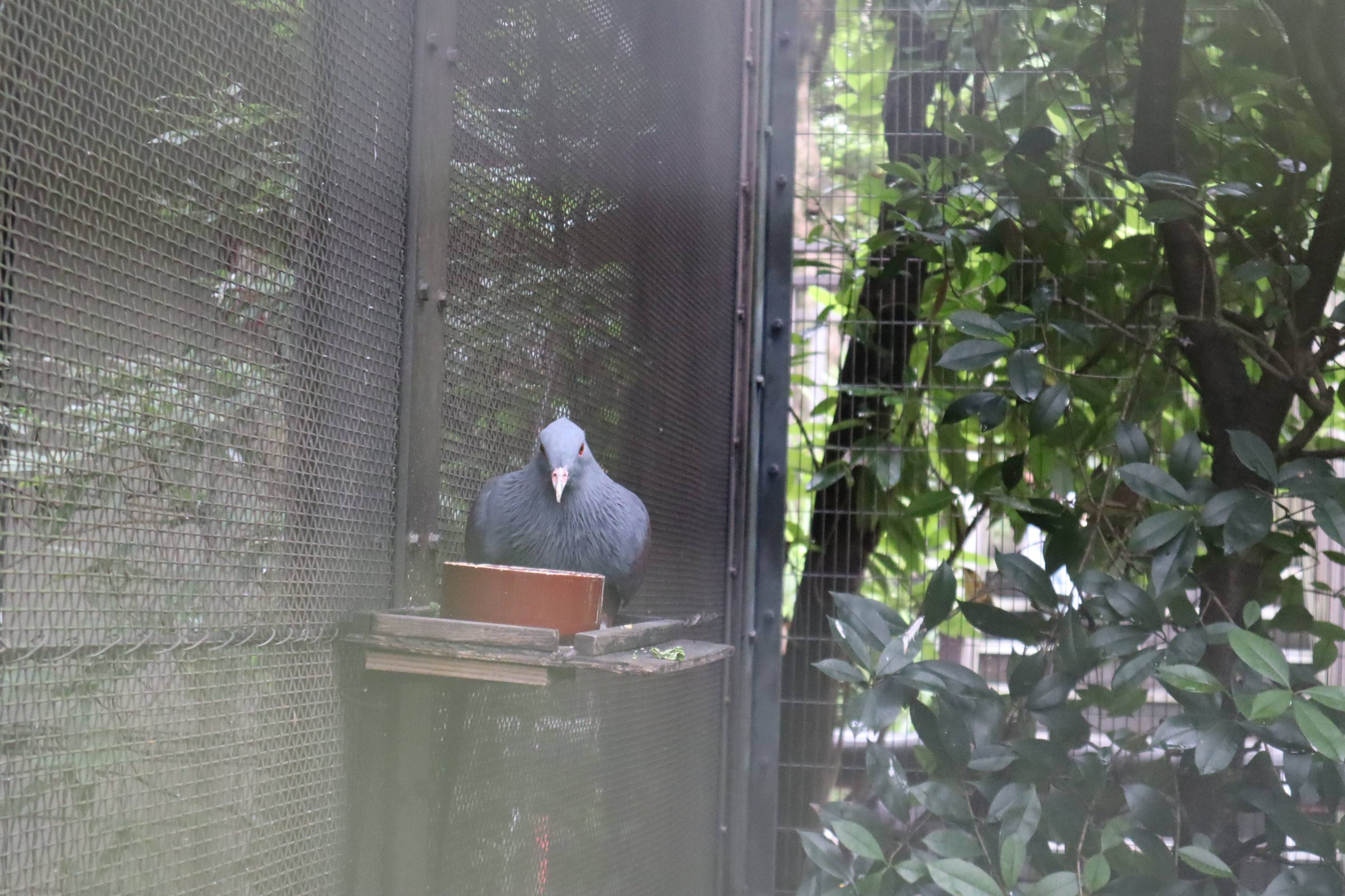 【飼育日誌】20201031：激変 (6).jpg