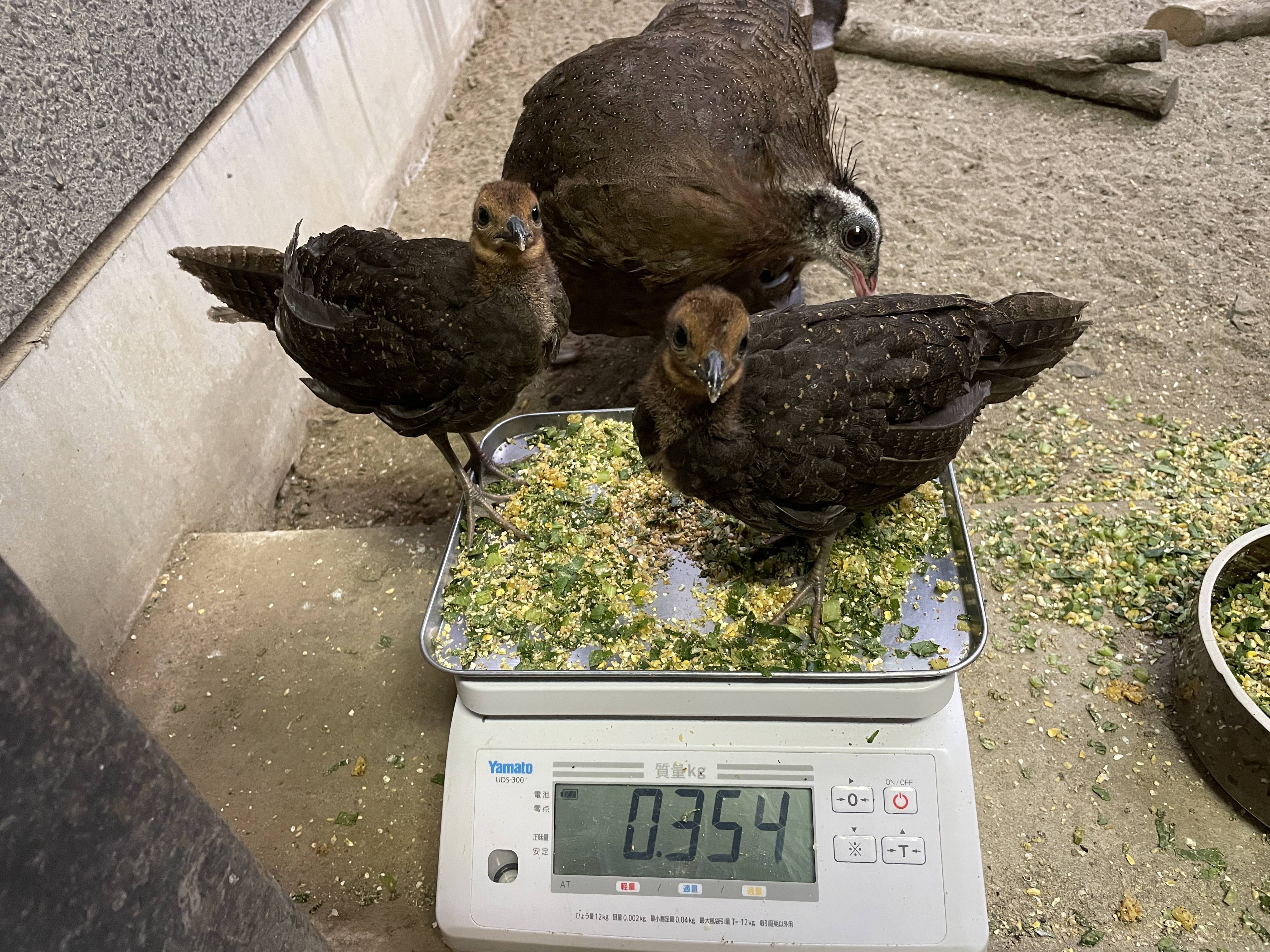 【飼育日誌】20210916:2年連続繁殖成功 (12).jpg