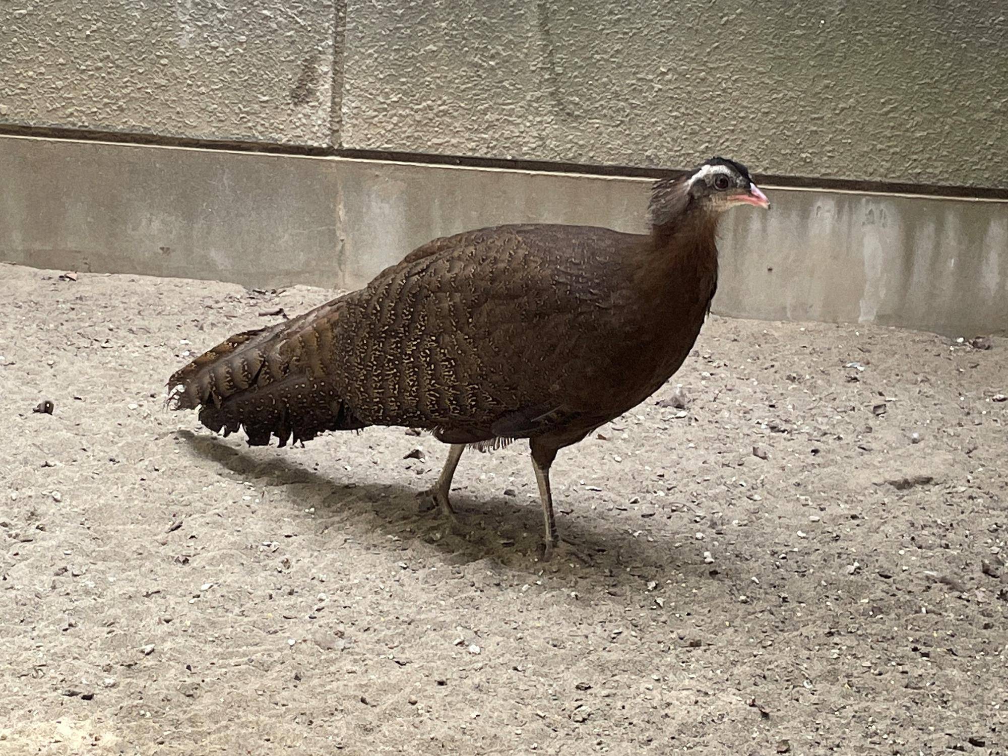 【飼育日誌】20220425:ぴよぴよ通信最終回 (6).jpg