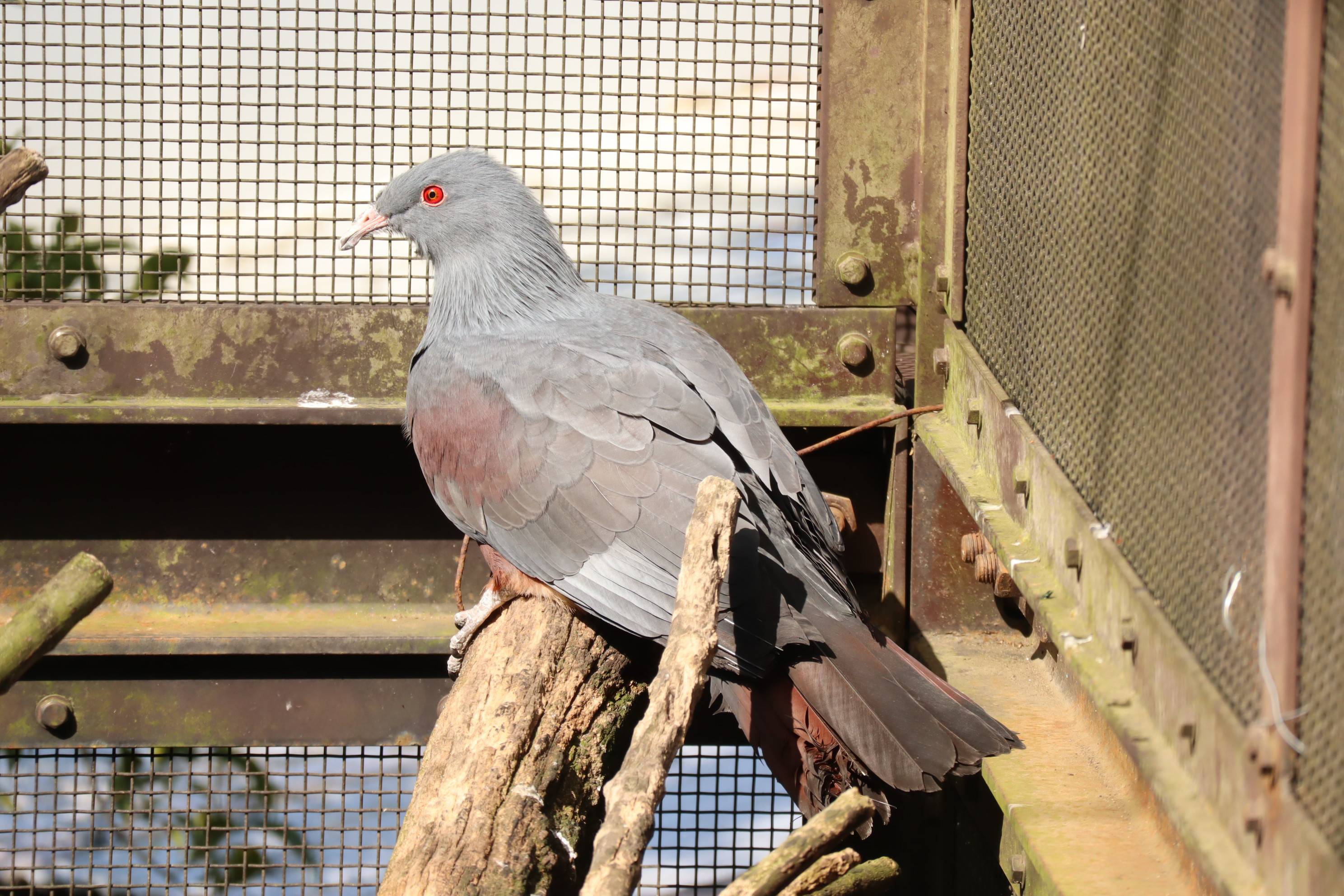 【飼育日誌】20201031：激変 (2).jpg