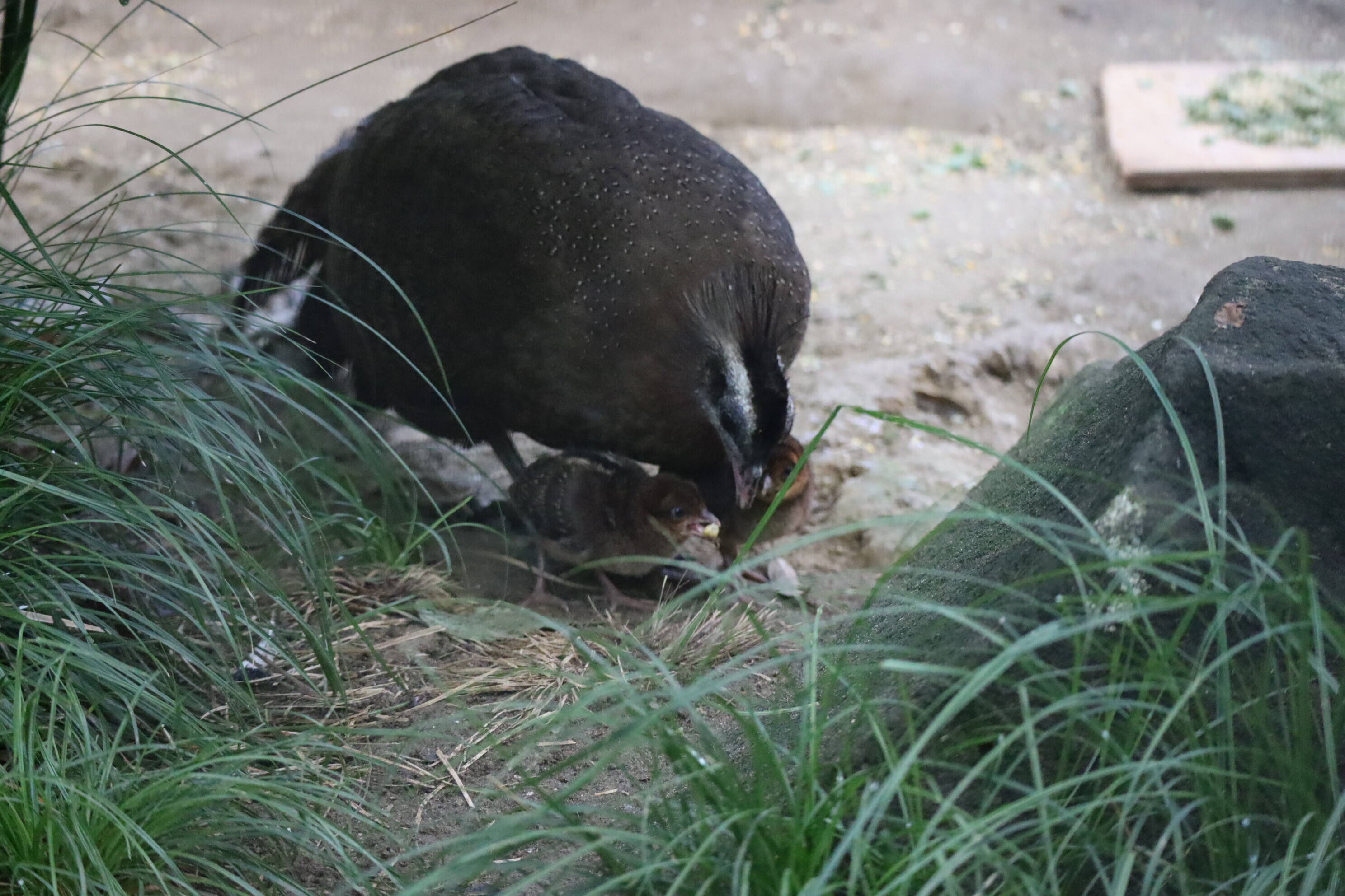 【飼育日誌】202008016：成長記3 (6).jpg