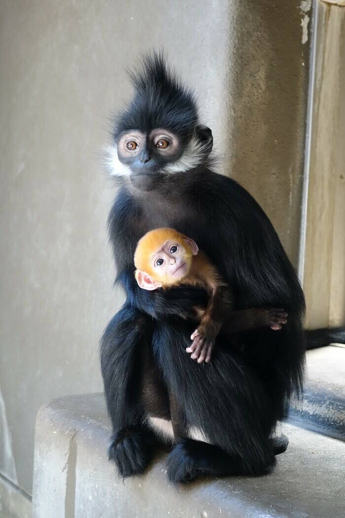 今年も産まれました！！|飼育日誌｜ブログ|よこはま動物園