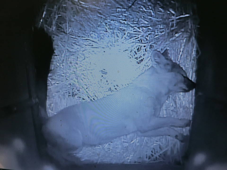 ケーシー (9).jpg