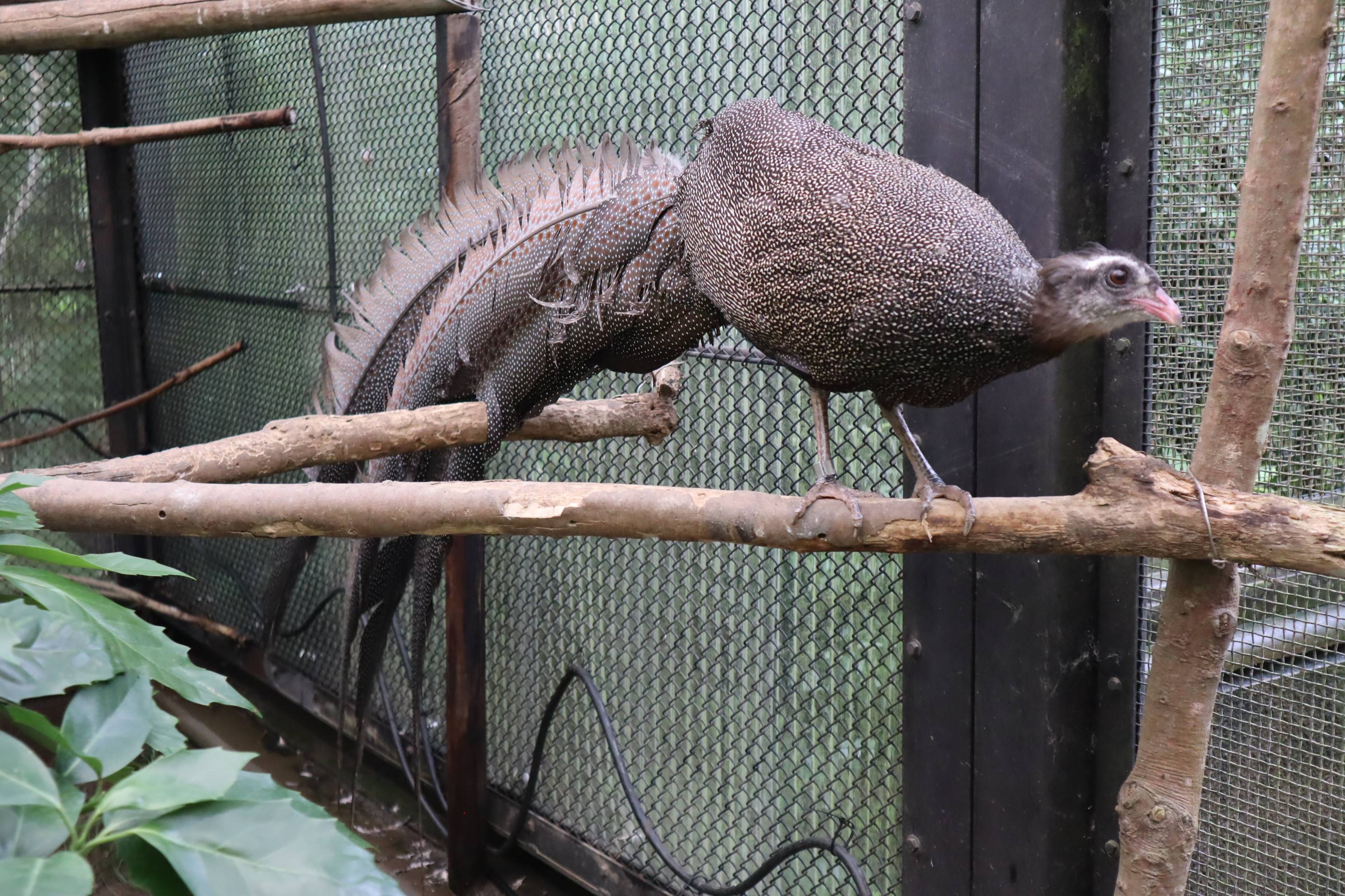 【飼育日誌】20210130：成長記8 (10).jpg