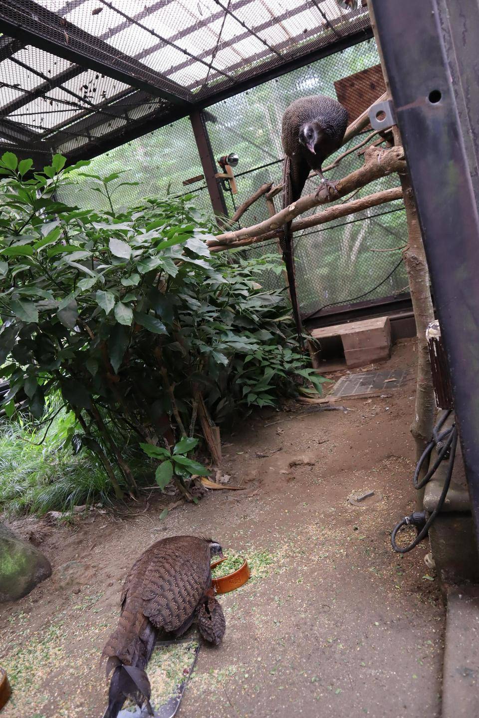 【飼育日誌】20210130：成長記8 (13).jpg