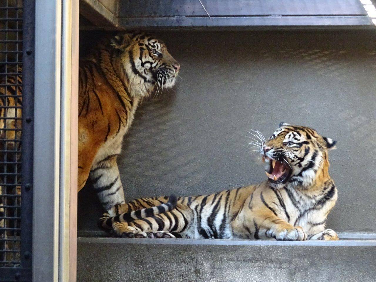 寝台上で休むデルに急接近して怒られるガンター