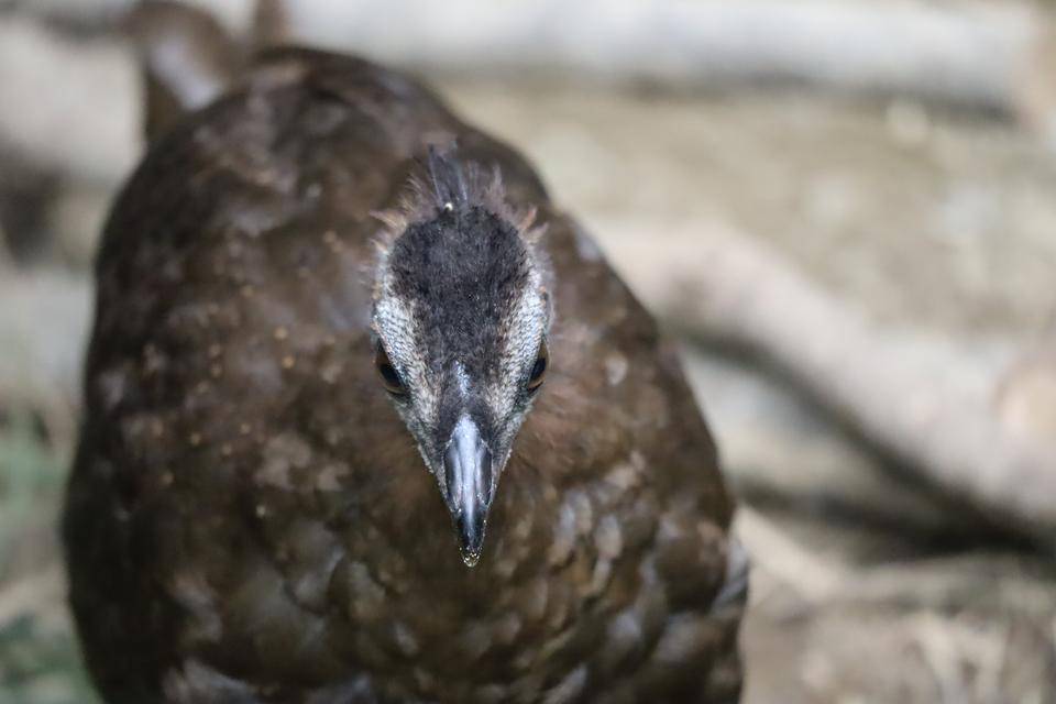 【飼育日誌】20210405:成長記10 (6).jpg