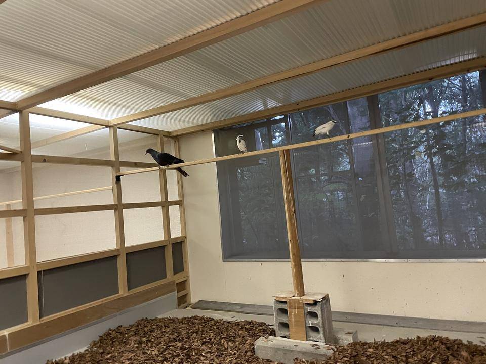 【飼育日誌】20220101：今年の干支は (8).jpg