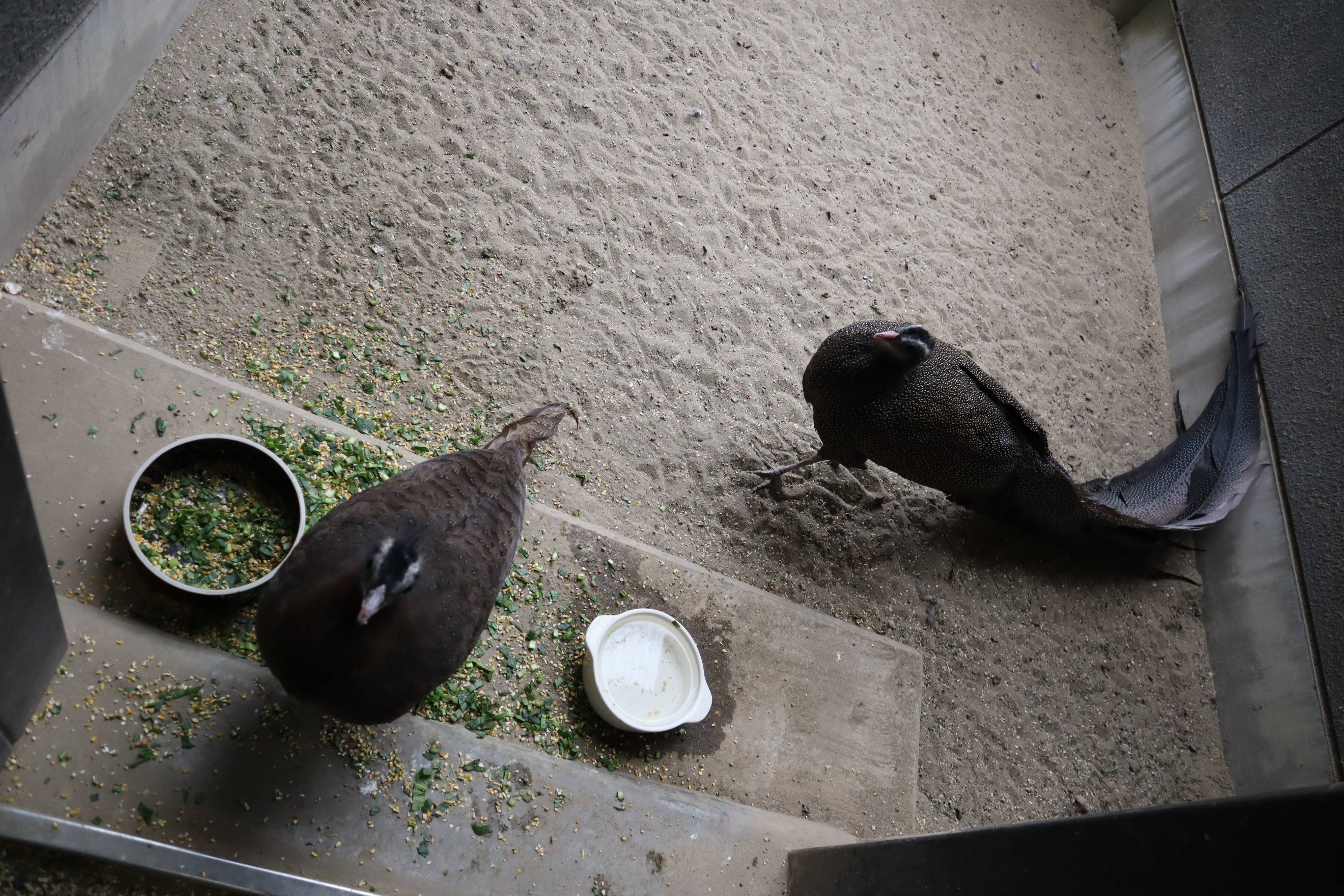 【飼育日誌】20210128:酉年 (7).jpg