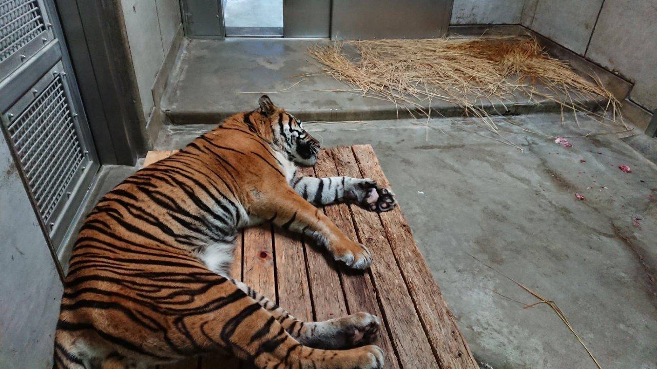 スノコ上で休むガンター