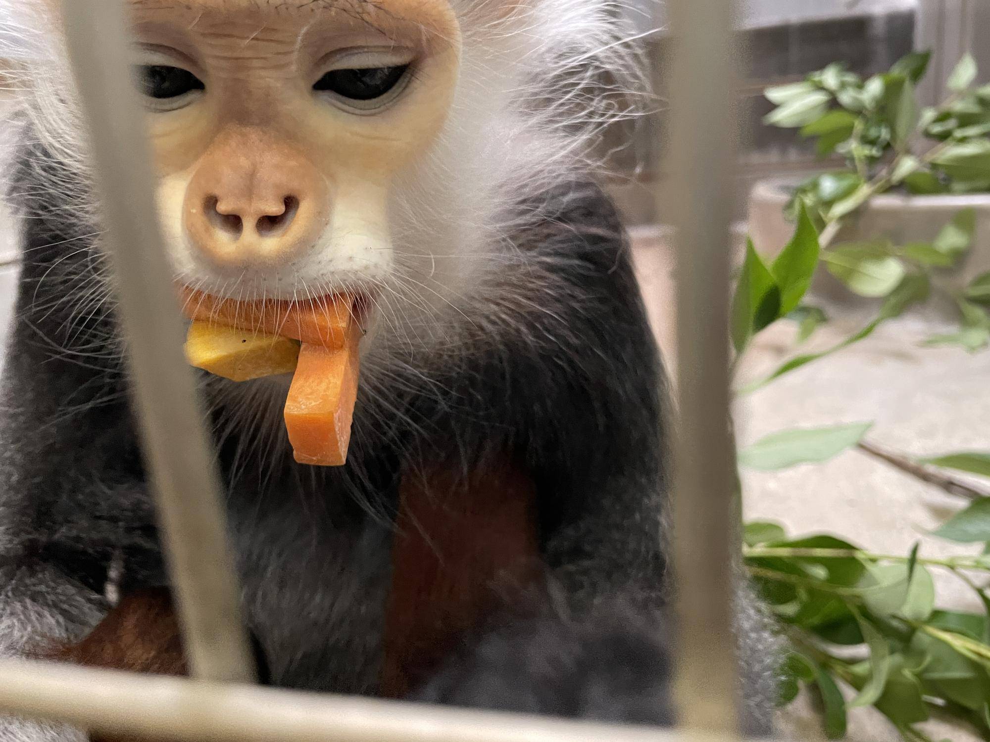 【飼育日誌】20220802：マニプクの思い出 (6).jpg