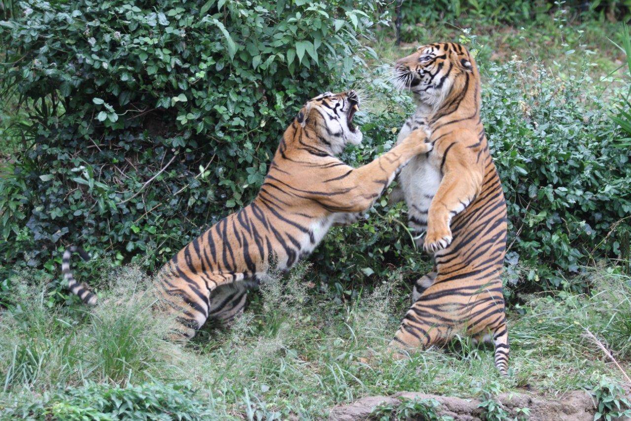 激しく闘争するガンターとデル②