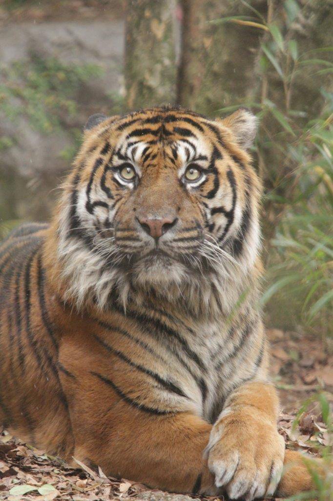 上方を気にするガンター