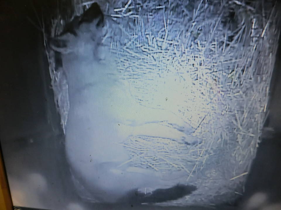 ケーシー (1).jpg