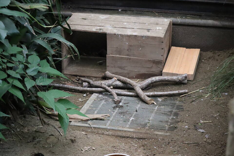 【飼育日誌】20200917：成長記5 (26).jpg