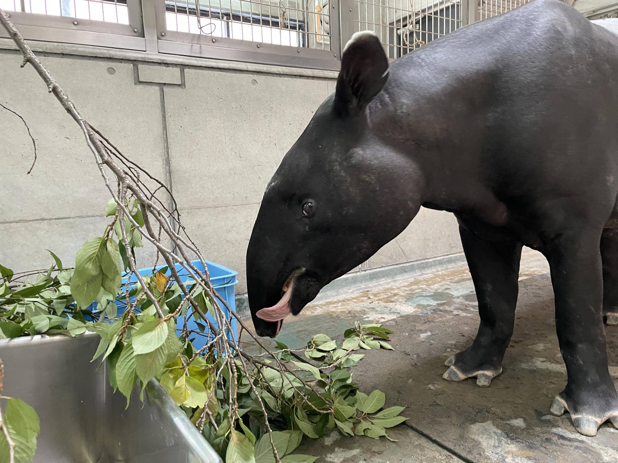 うり坊成長日記 母から学ぶ編 飼育日誌 よこはま動物園ズーラシア公式サイト 公益財団法人 横浜市緑の協会