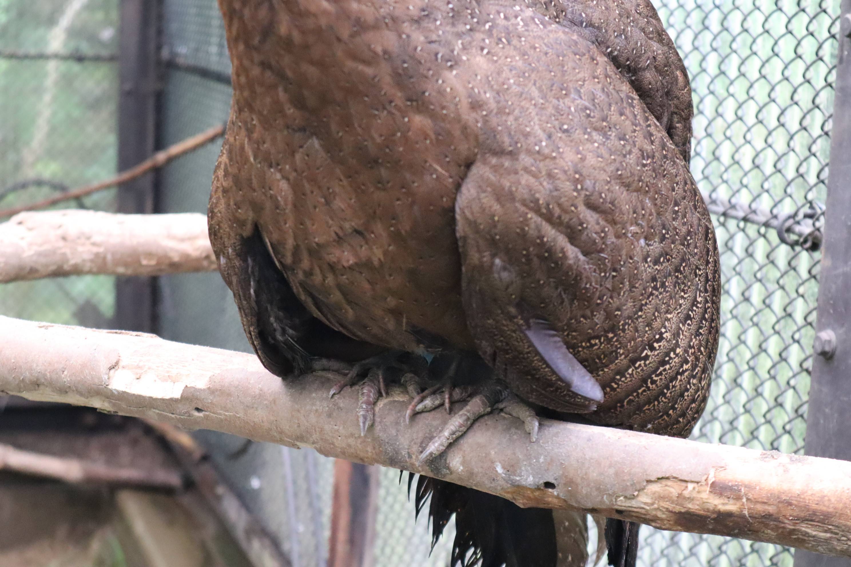 【飼育日誌】20210317：成長記9 (5).jpg