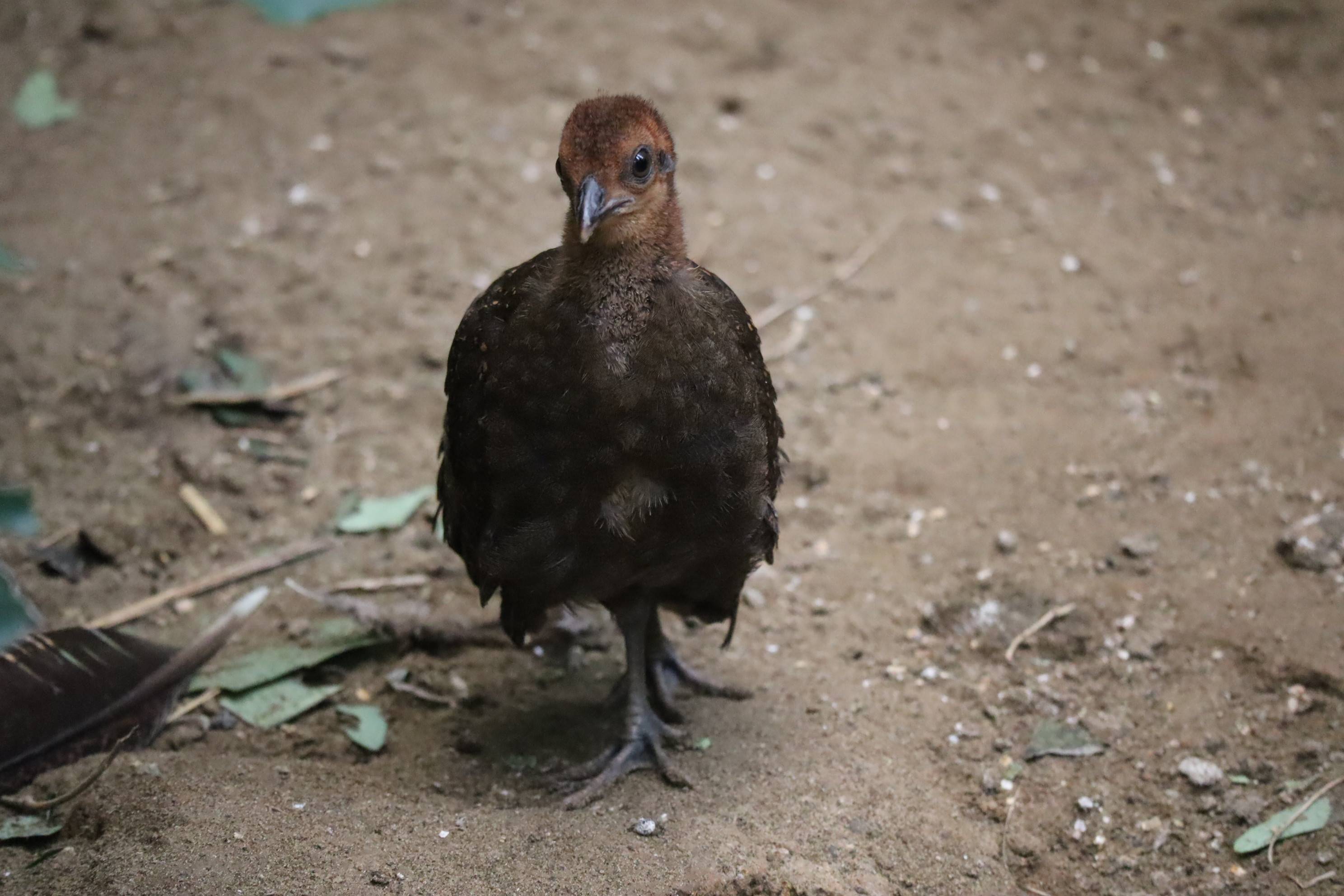 【飼育日誌】20210317：成長記9 (9).jpg