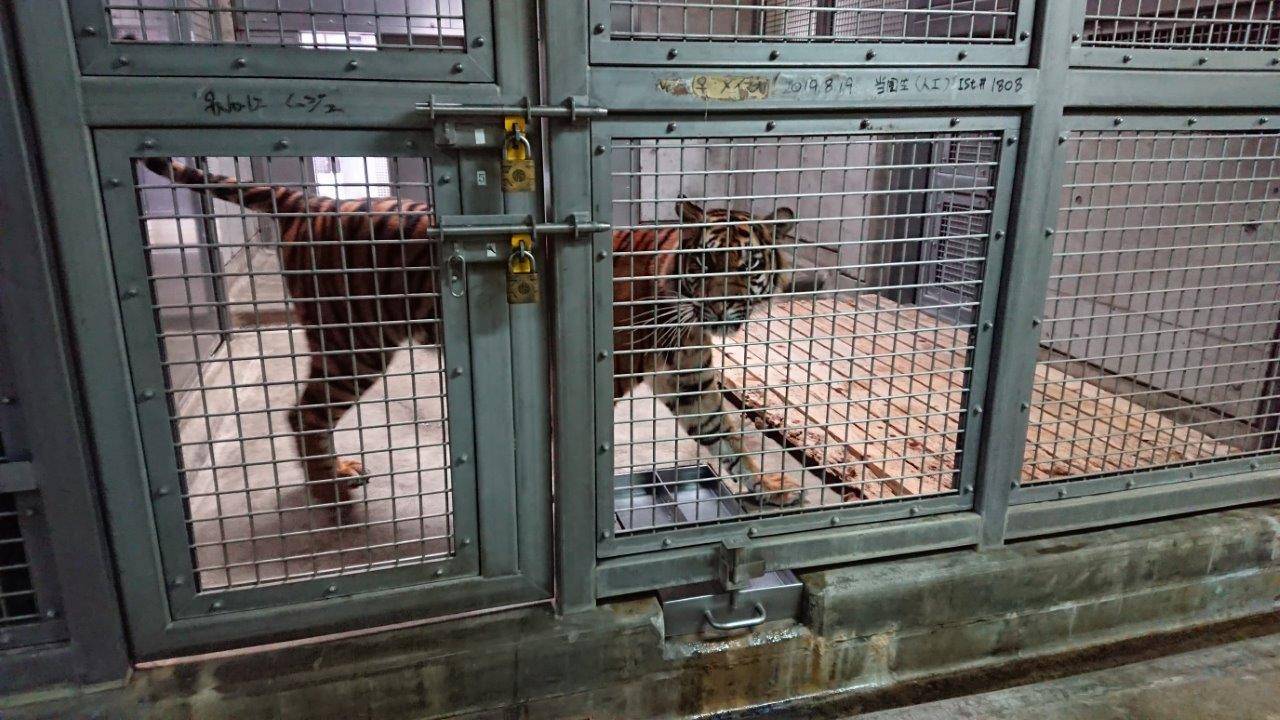 通路に沿ってウロウロしているムジュ